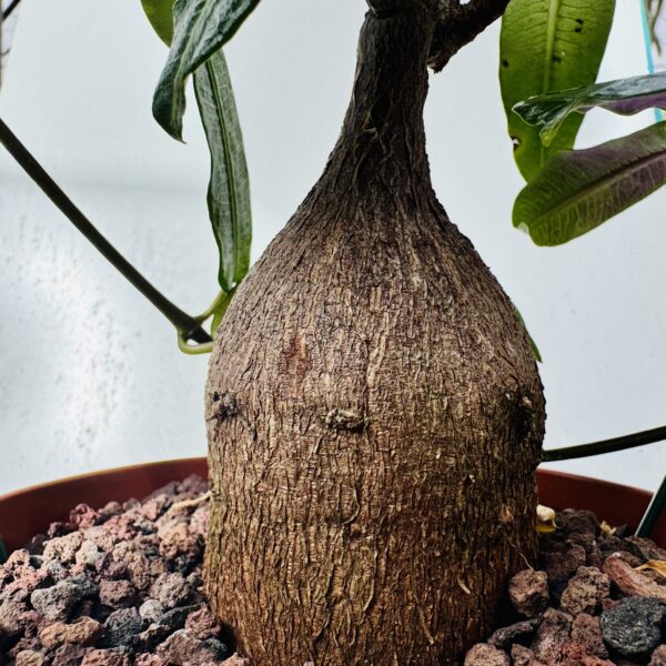 Fockea natalensis