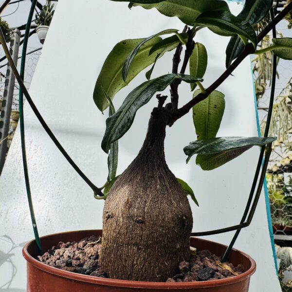 Fockea natalensis - Imagen 6