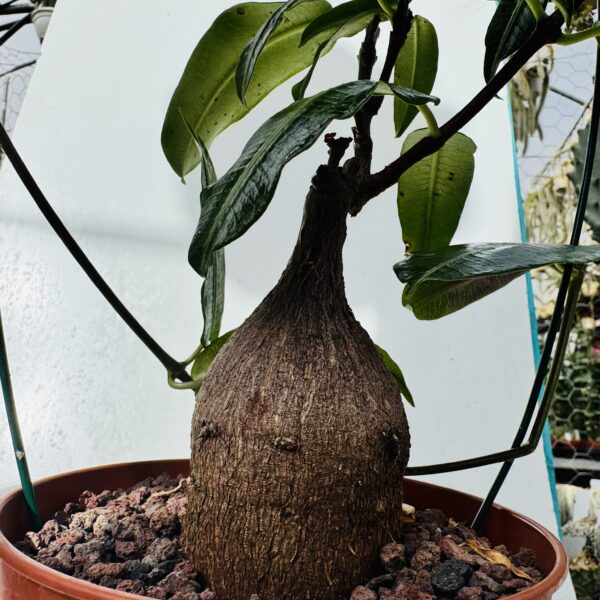 Fockea natalensis - Imagen 7