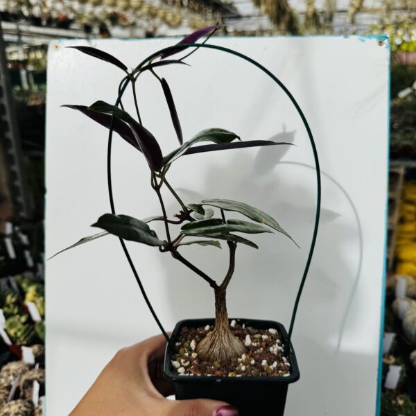 Fockea natalensis - Imagen 4