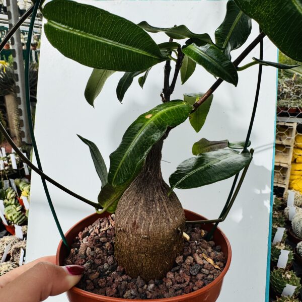 Fockea natalensis - Imagen 5