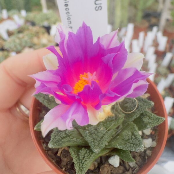 Ariocarpus fissuratus hintonii matehuala