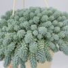 Sedum dasyphyllum “lágrimas azules”