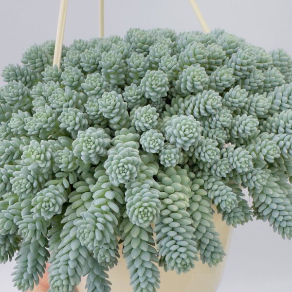 Sedum dasyphyllum “lágrimas azules”