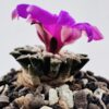 Ariocarpus kotschoubeyanus sladkovskii