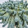 Sedum dasyphyllum “lágrimas azules”