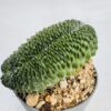 Mammillaria spinosissima un pico cristata