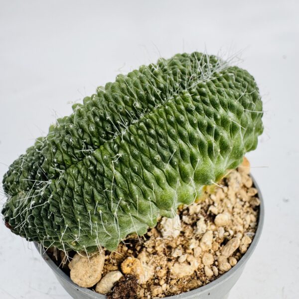 Mammillaria spinosissima un pico cristata