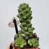 Euphorbia monadenium ritchiei “engrosada”
