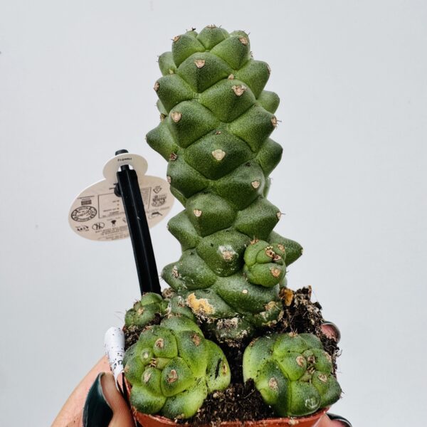 Euphorbia monadenium ritchiei “engrosada”