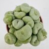 Conophytum wettsteinii