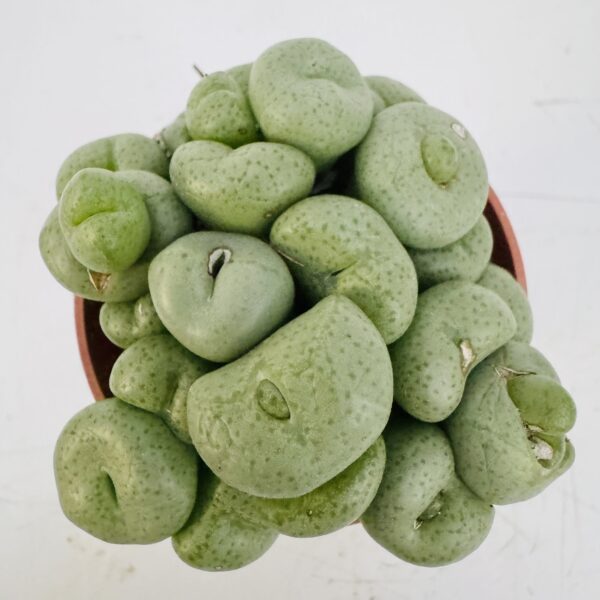 Conophytum wettsteinii