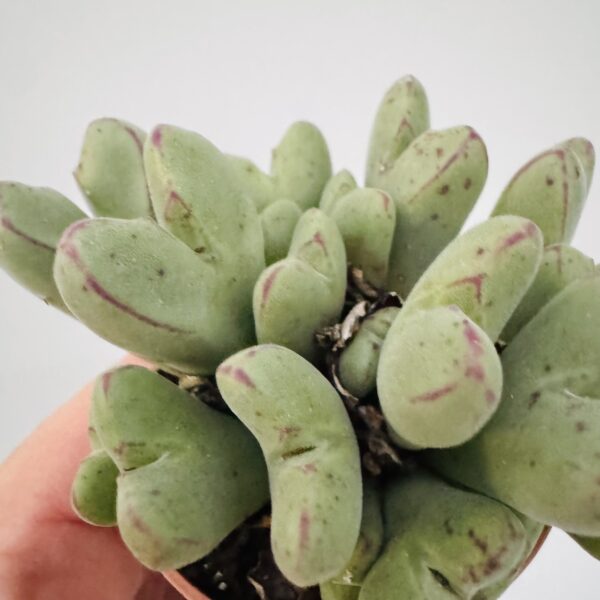 Conophytum chauviniae