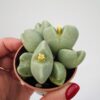 Conophytum bilobum
