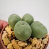 Conophytum calculus