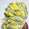 Myrtillocactus geometrizans cristata variegata