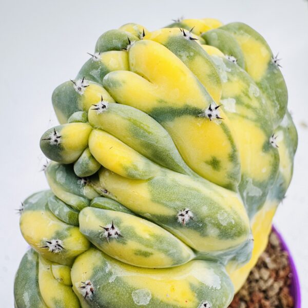 Myrtillocactus geometrizans cristata variegata