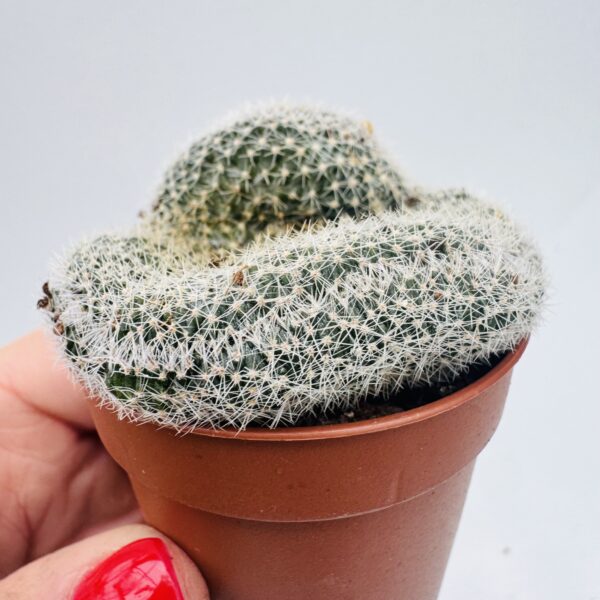 Lobivia densispina cristata