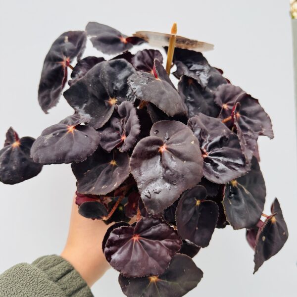 Begonia conga
