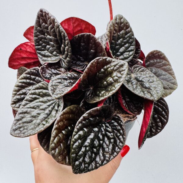 Peperomia chocolate