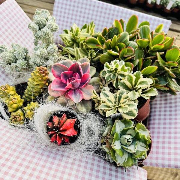 Caja ROSA “Variegatas”