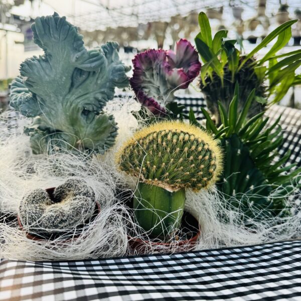 Caja NEGRA "Cristatas"