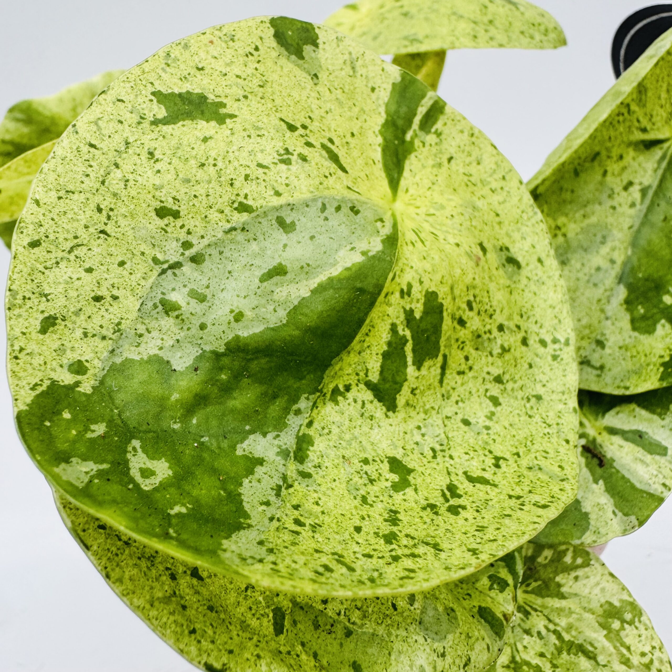 Pilea peperomioides “mojito” - Imagen 3