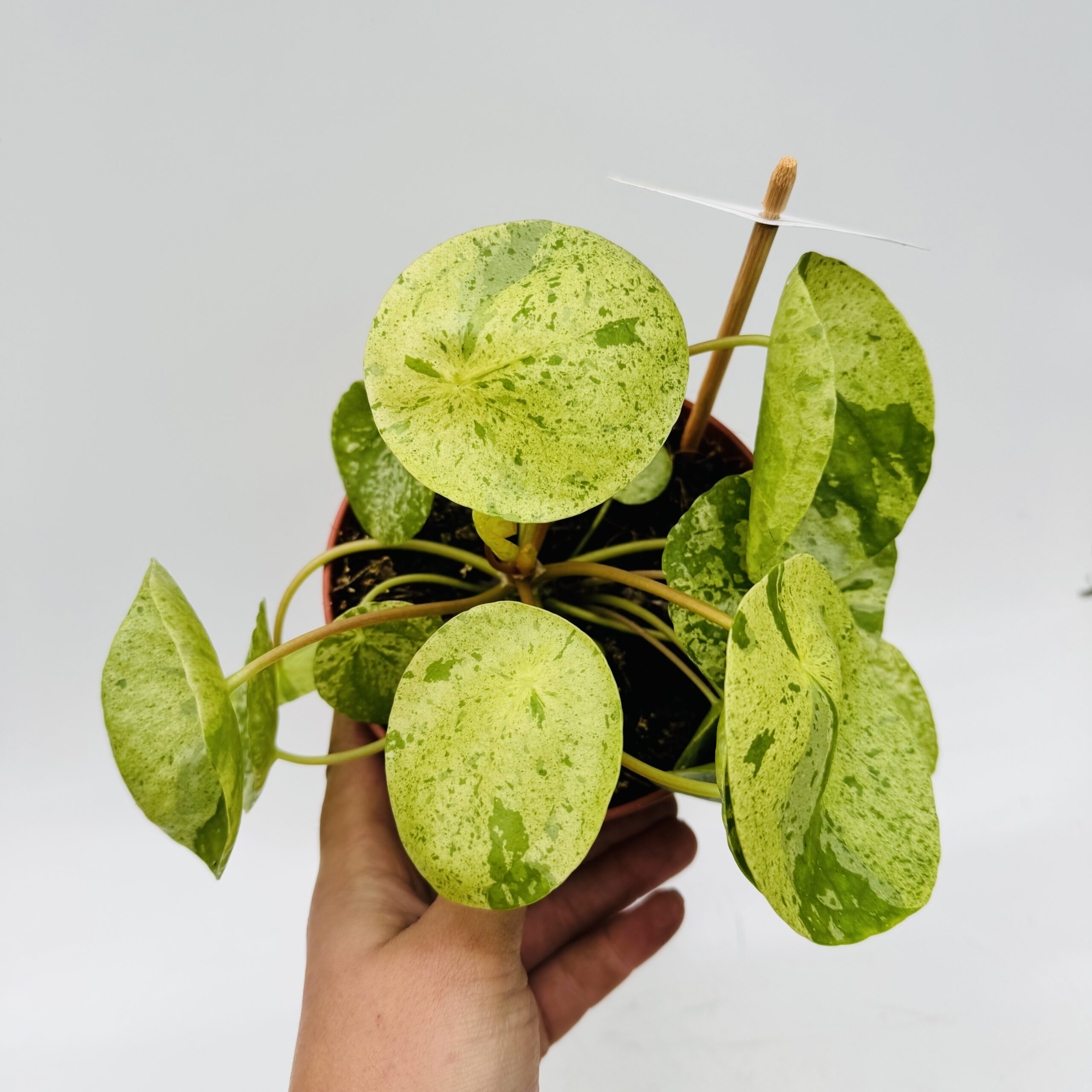 Pilea peperomioides “mojito” - Imagen 2