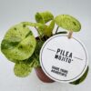 Pilea peperomioides “mojito”