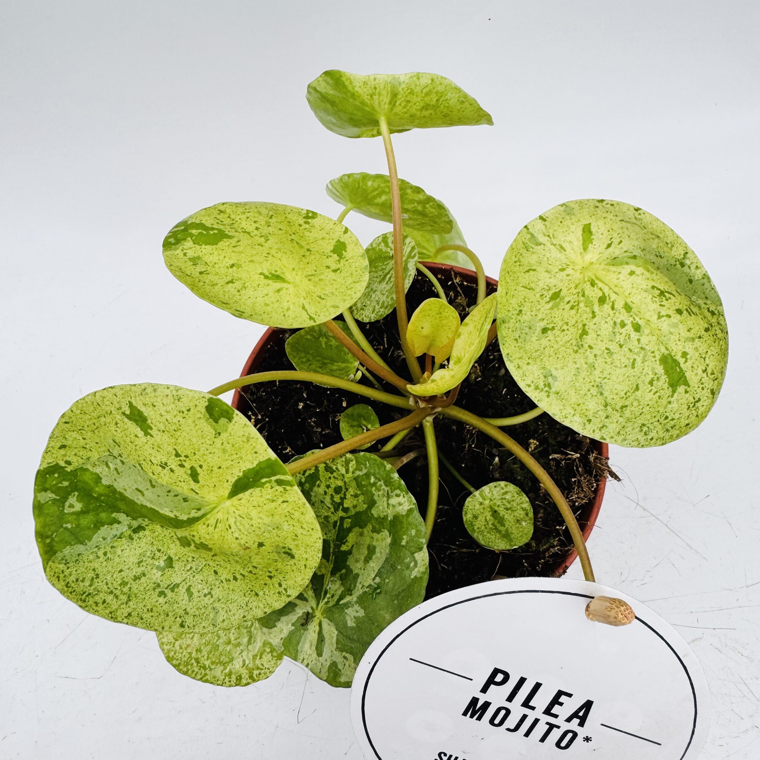 Pilea peperomioides “mojito” - Imagen 5