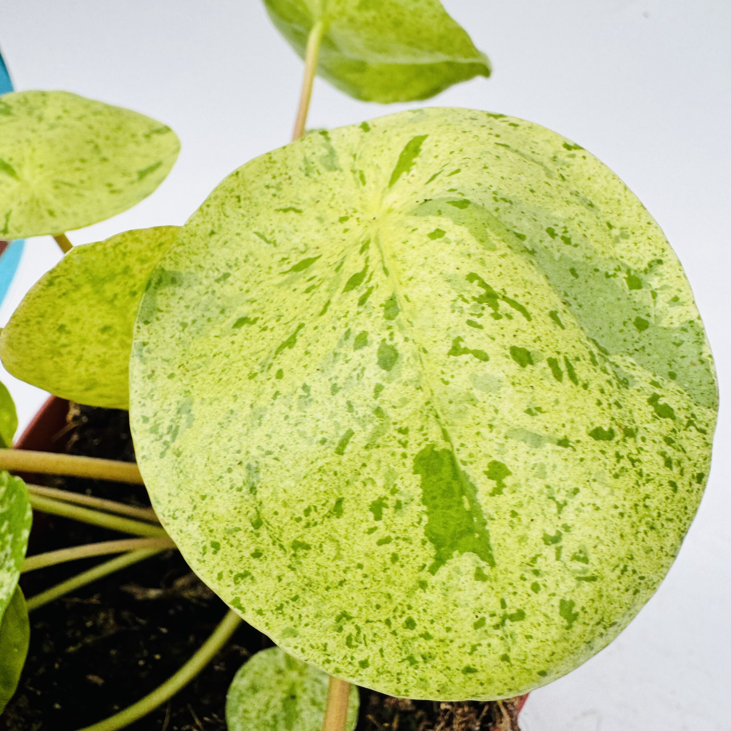 Pilea peperomioides “mojito” - Imagen 6