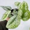 scindapsus pictus trebie