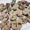 Lithops cactus piedra selección