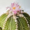 Aztekium ritteri