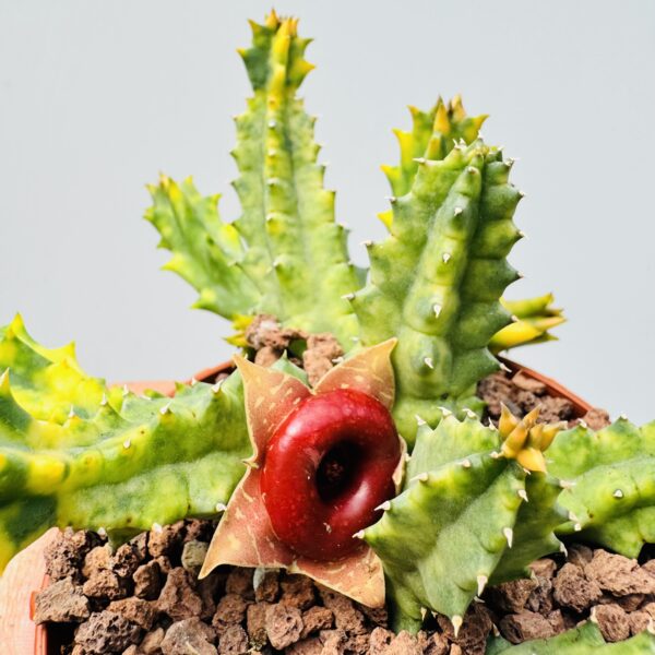 Cactus Colección 1