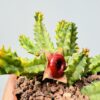 Stapelia zebrina variegata
