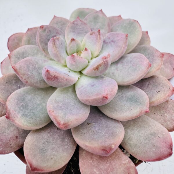 Graptoveria black raccoon