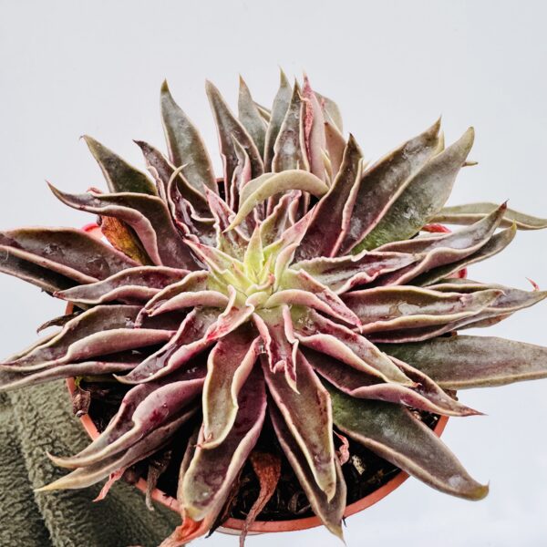 Echeveria lutea “fantasma”