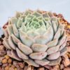 Echeveria charlotte rose