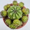 Matucana polzii