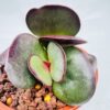 Adromischus alstonii