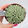 Delosperma sphalmanthoides “anémona de mar”