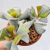Adromischus truncatus