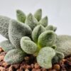 Adromischus marianae alveolatus