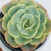 Echeveria love’s light
