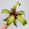Cryptanthus bivittatus straw berry flambee