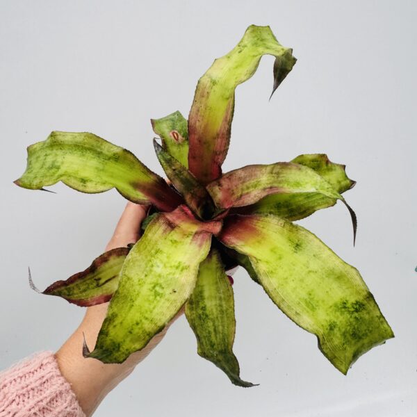 Cryptanthus bivittatus straw berry flambee