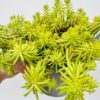 Sedum reflexum angelina
