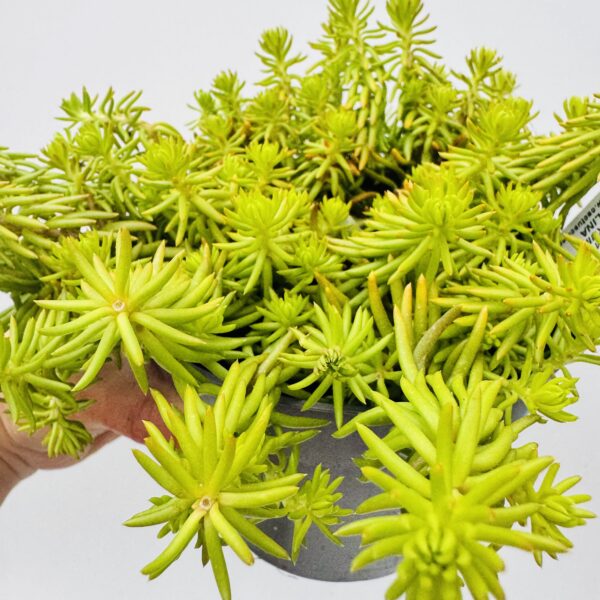 Sedum reflexum angelina