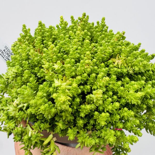 Sedum yellow acre aurea